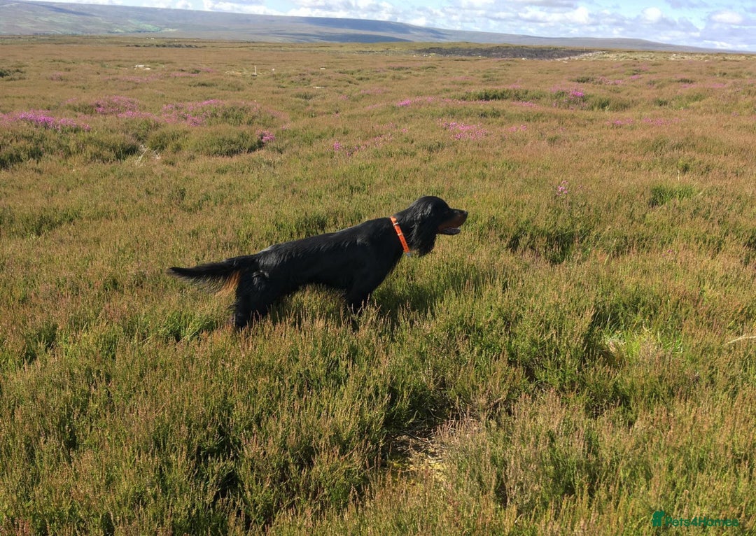 Mixed Breed dogs for sale: Gordondoodle  - Image 8