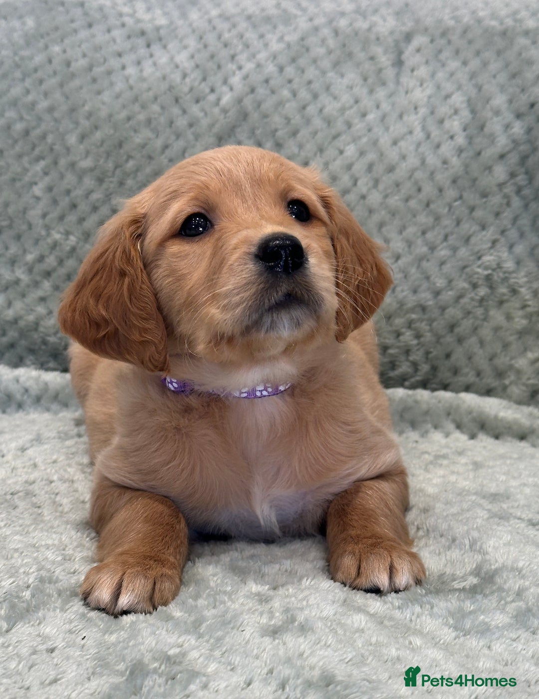 Golden Retriever dogs for sale: Quality litter of KC reg Golden Retriever Puppies  - Advert 16