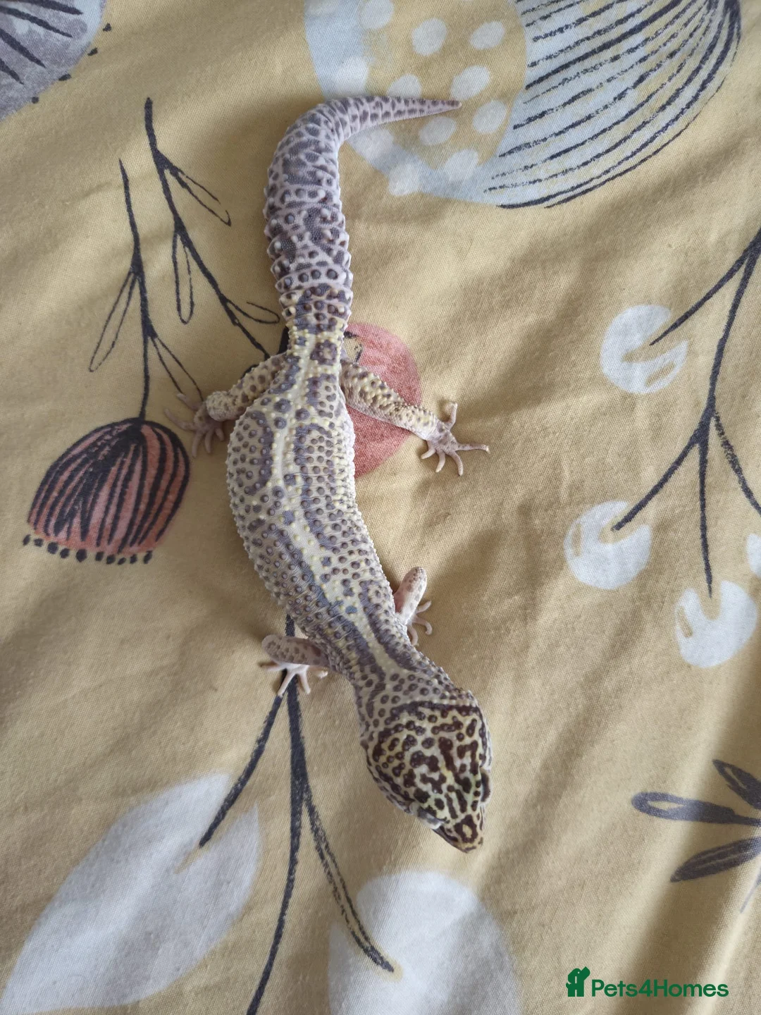 Leopard Gecko reptiles for sale: Leopard Geco  in Bournemouth - Advert 2
