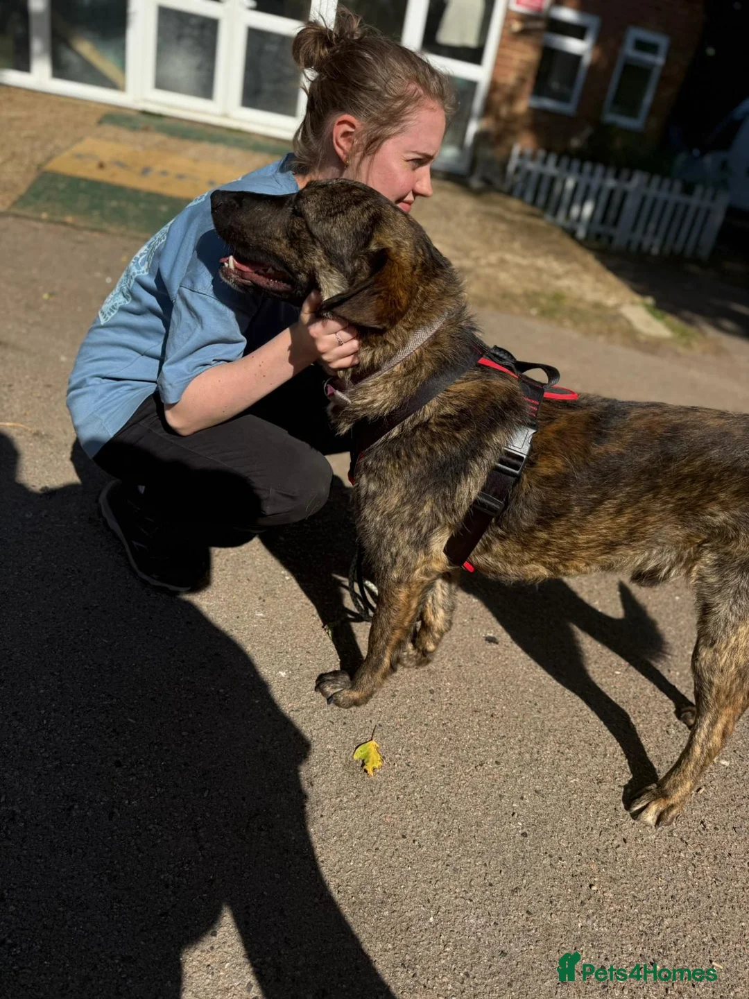 Mixed Breed dogs for sale: Adopt beautiful Bertie !!!  in Esher - Advert 3