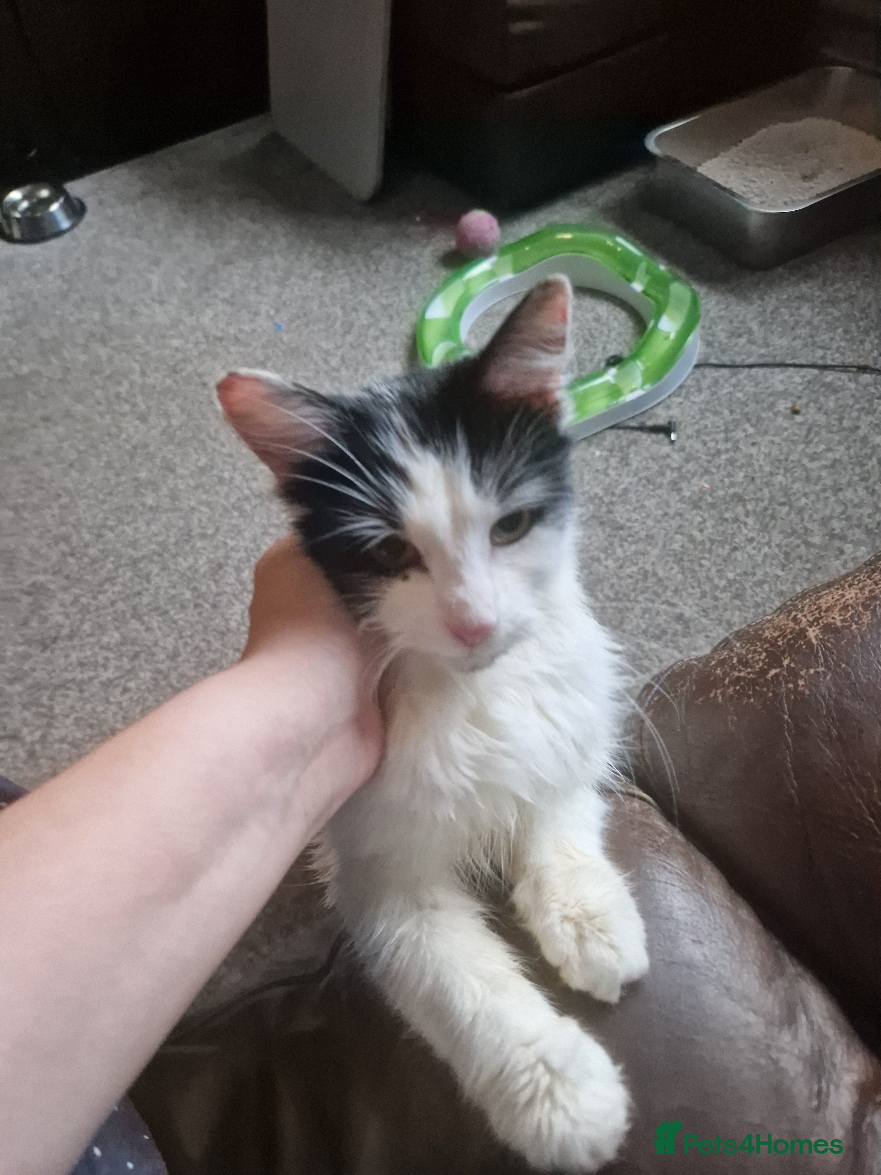 Mixed Breed cats Hobbit- fluffy loving cat - Advert 3