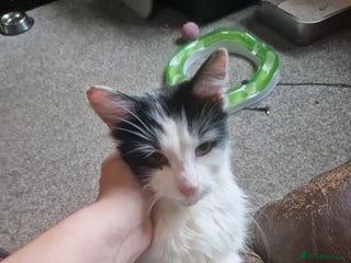 Mixed Breed cats Hobbit- fluffy loving cat - Advert 3