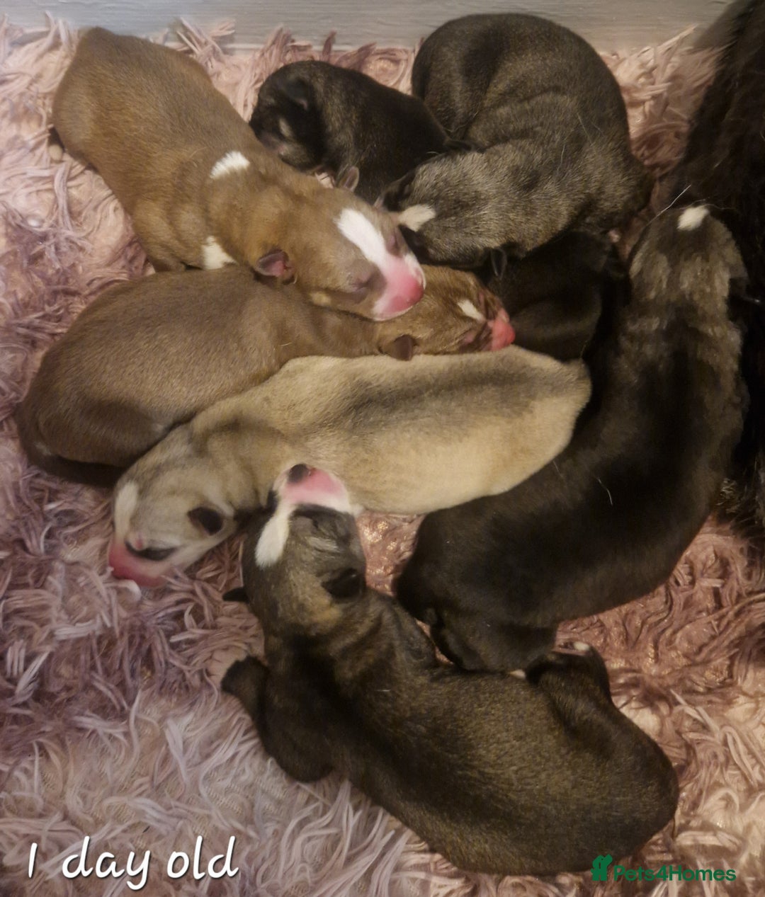 Siberian Husky dogs for sale:  Beautiful Siberian Husky Agouti Puppies ❤️ - Advert 5