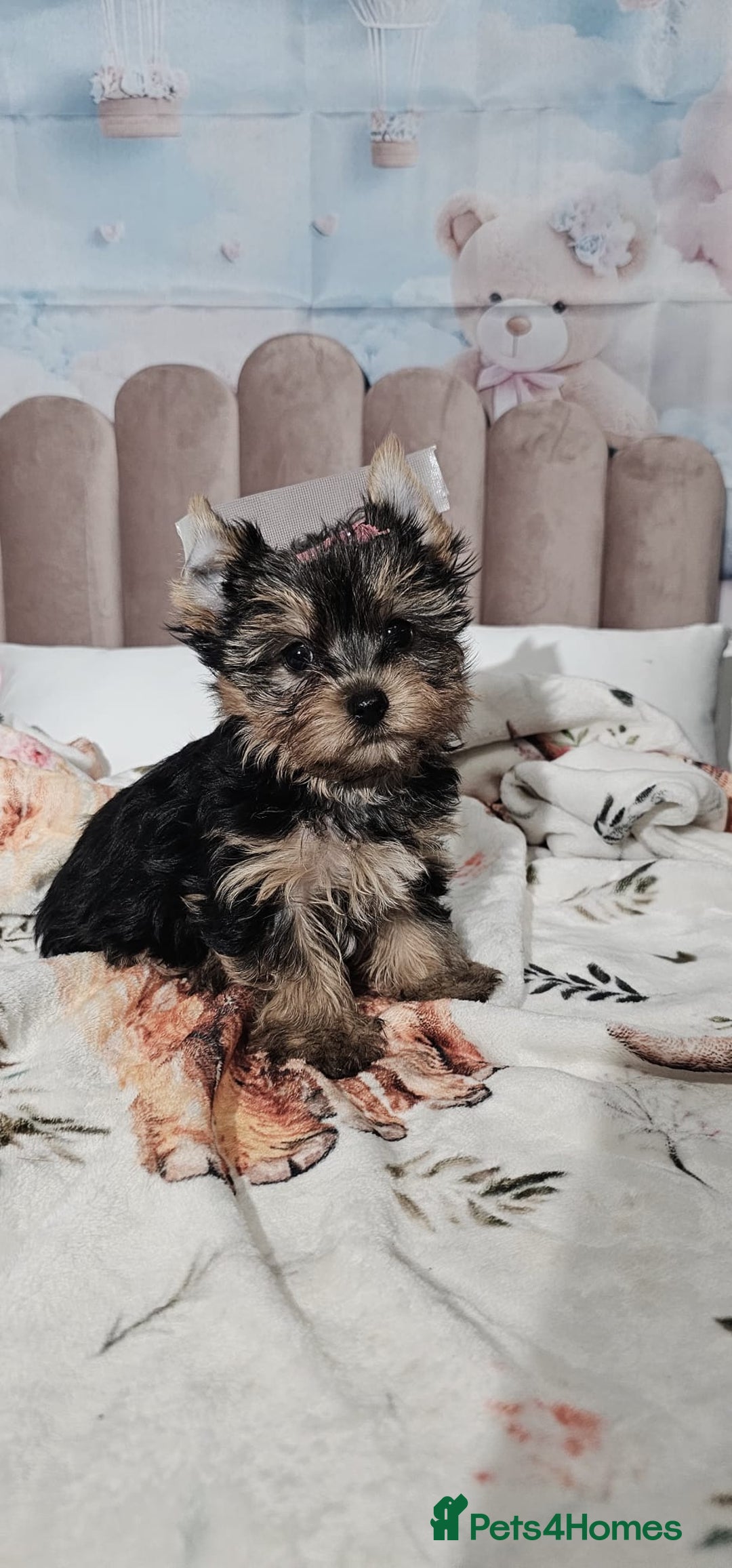 Yorkshire Terrier dogs for sale: Tiny miniature Yorkshire terriers - Advert 11
