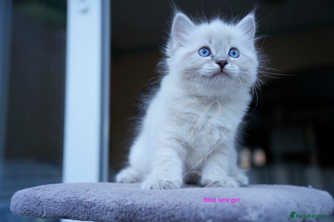 Ragdoll cats for sale: Stunning GCCF Registered Heart Melting Affection - Image 20
