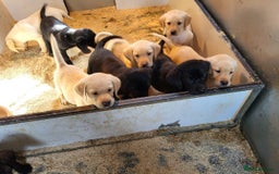 Labrador Retriever dogs for sale: Perfect Charming Litter Labrador Retriever Puppies - Image 5