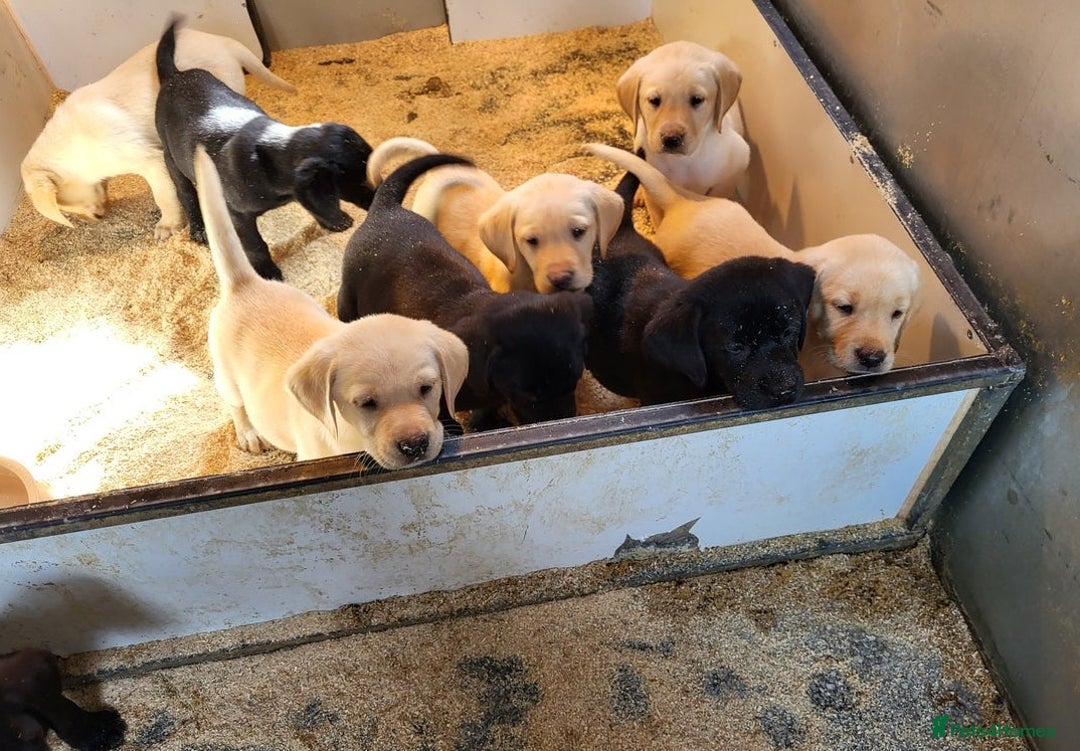 Labrador Retriever dogs for sale: Perfect Charming Litter Labrador Retriever Puppies - Image 5