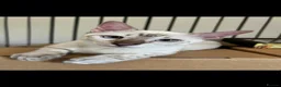 Bengal cats for sale: Snow lynx bengal kittens  - Advert 16