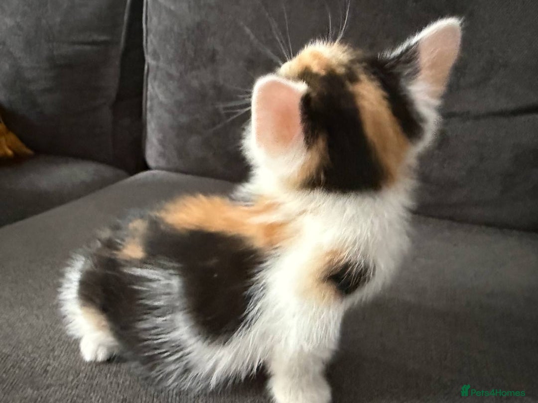 American Shorthair cats for sale: Smart stunning mixed colour kittens  - Image 14