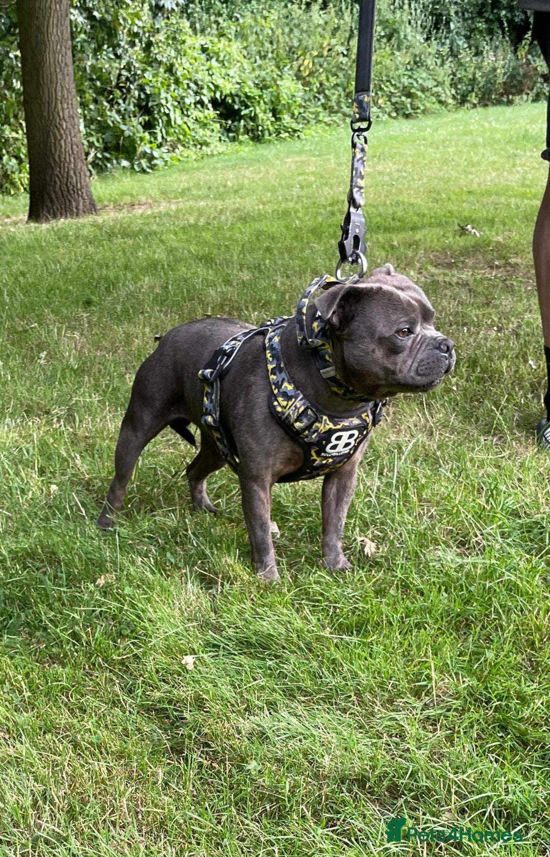 Staffordshire Bull Terrier dogs for sale: Beautiful little of 4 pups 2 girls 2 boys - Advert 11