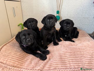 Labrador Retriever dogs Stunning KC Puppies Health Tested Parents - Advert 15