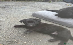 German Shepherd dogs for sale: ONE GIRL AVAILABLE -German shepherd puppies - Image 13