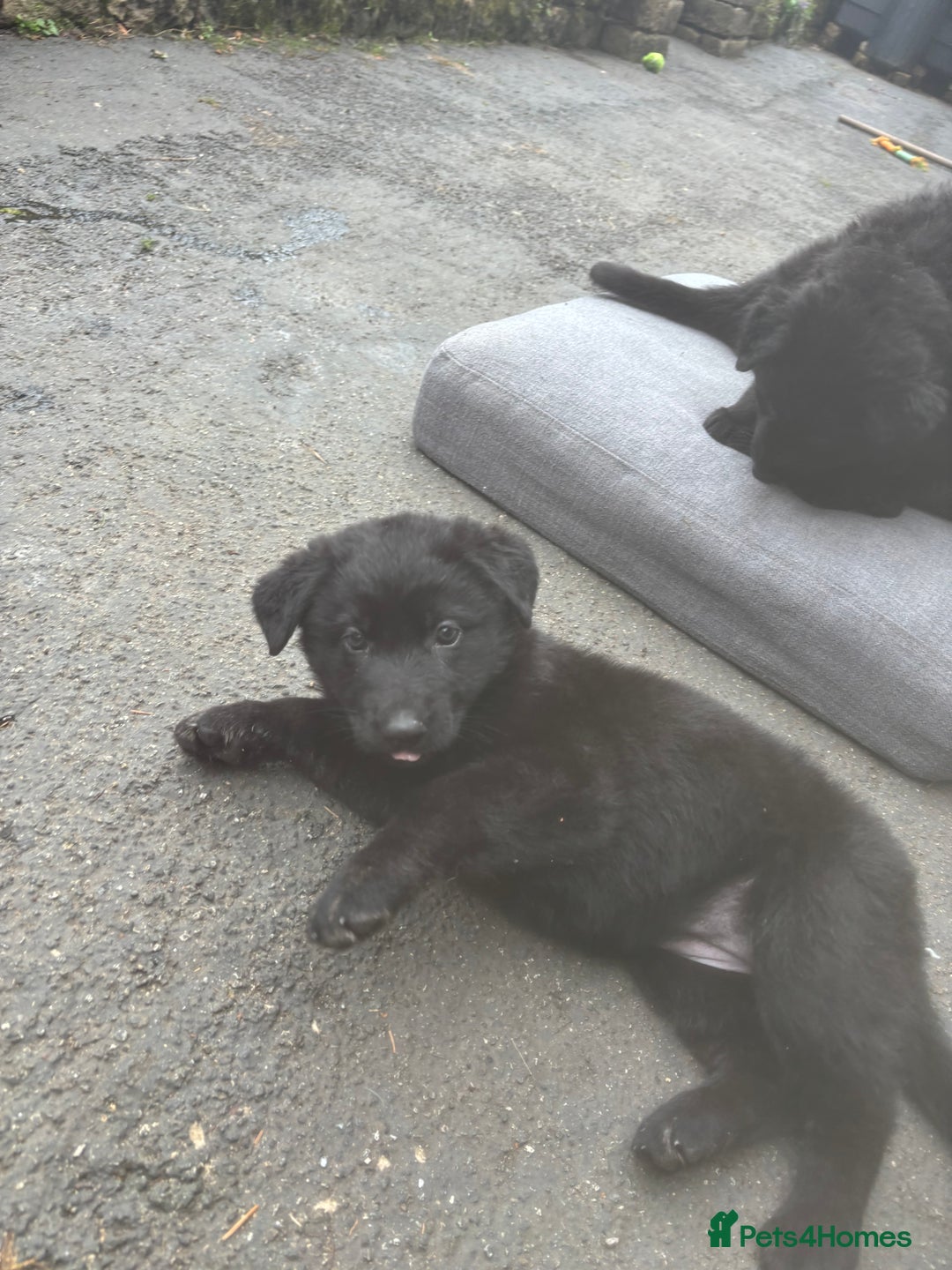 German Shepherd dogs for sale: ONE GIRL AVAILABLE -German shepherd puppies - Image 13
