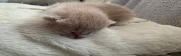 Mixed Breed cats for sale: Kittens - Advert 7