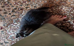Siberian cats for sale: Siberian GCCFxGolden Chinchilla GCCF - Image 16