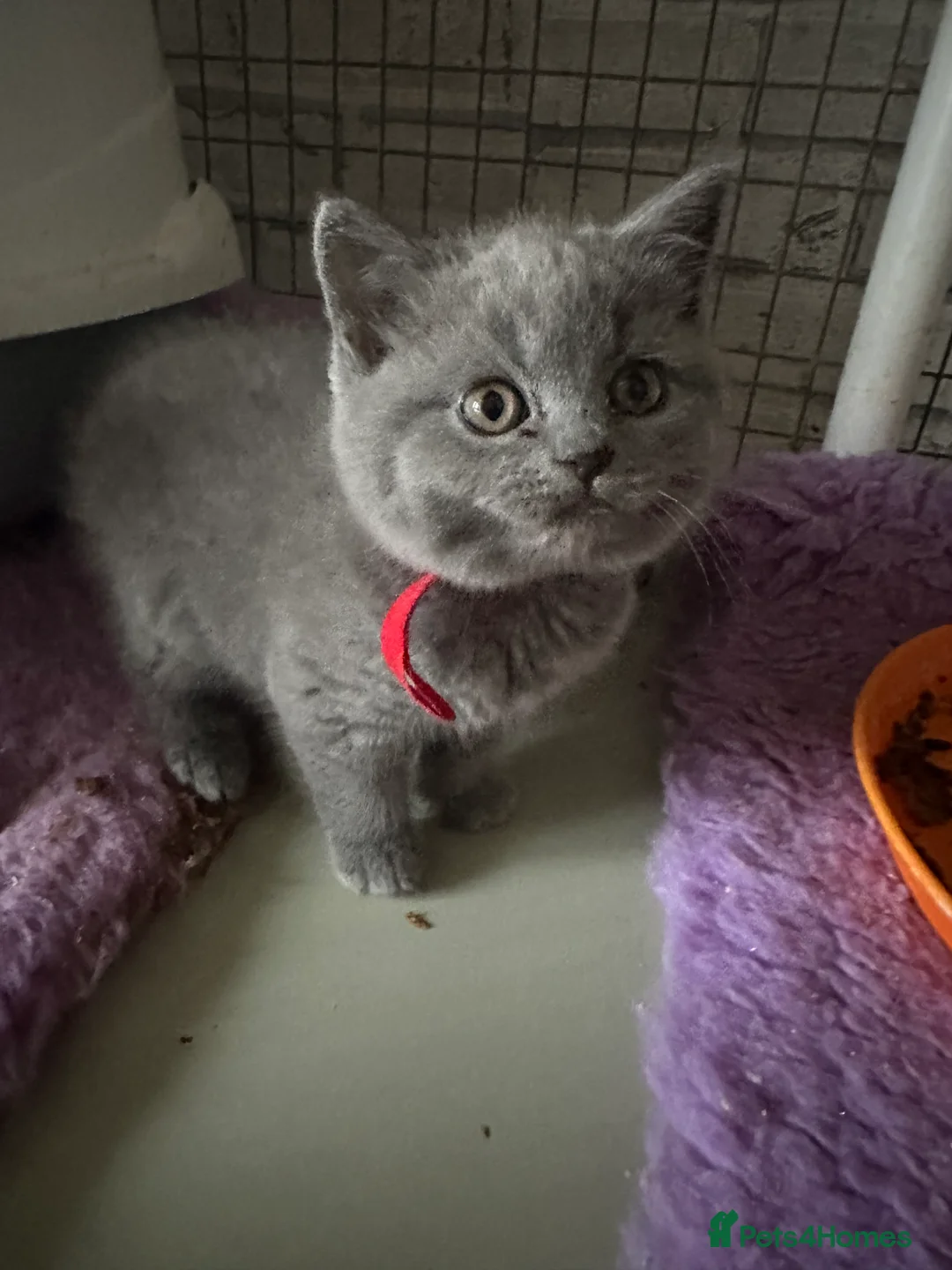 British Shorthair cats for sale: British shorthair blue kittens champion pedigree - Advert 6