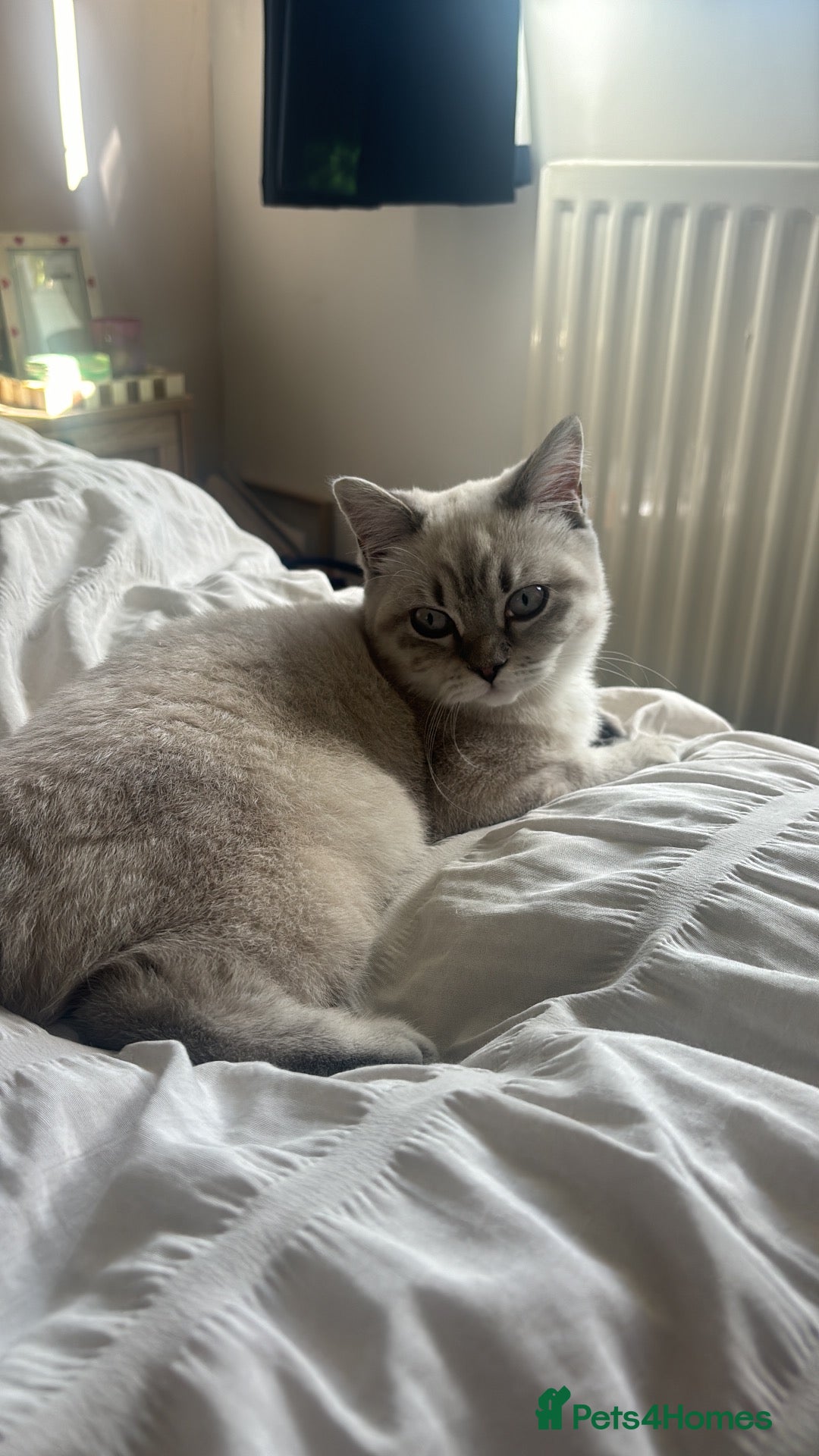 British Shorthair cats British short hair kitten  - Advert 2