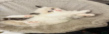Ragdoll Kitten 4