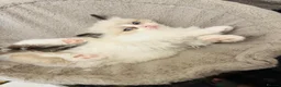 Ragdoll cats for sale: Ragdoll kittens  - Advert 28