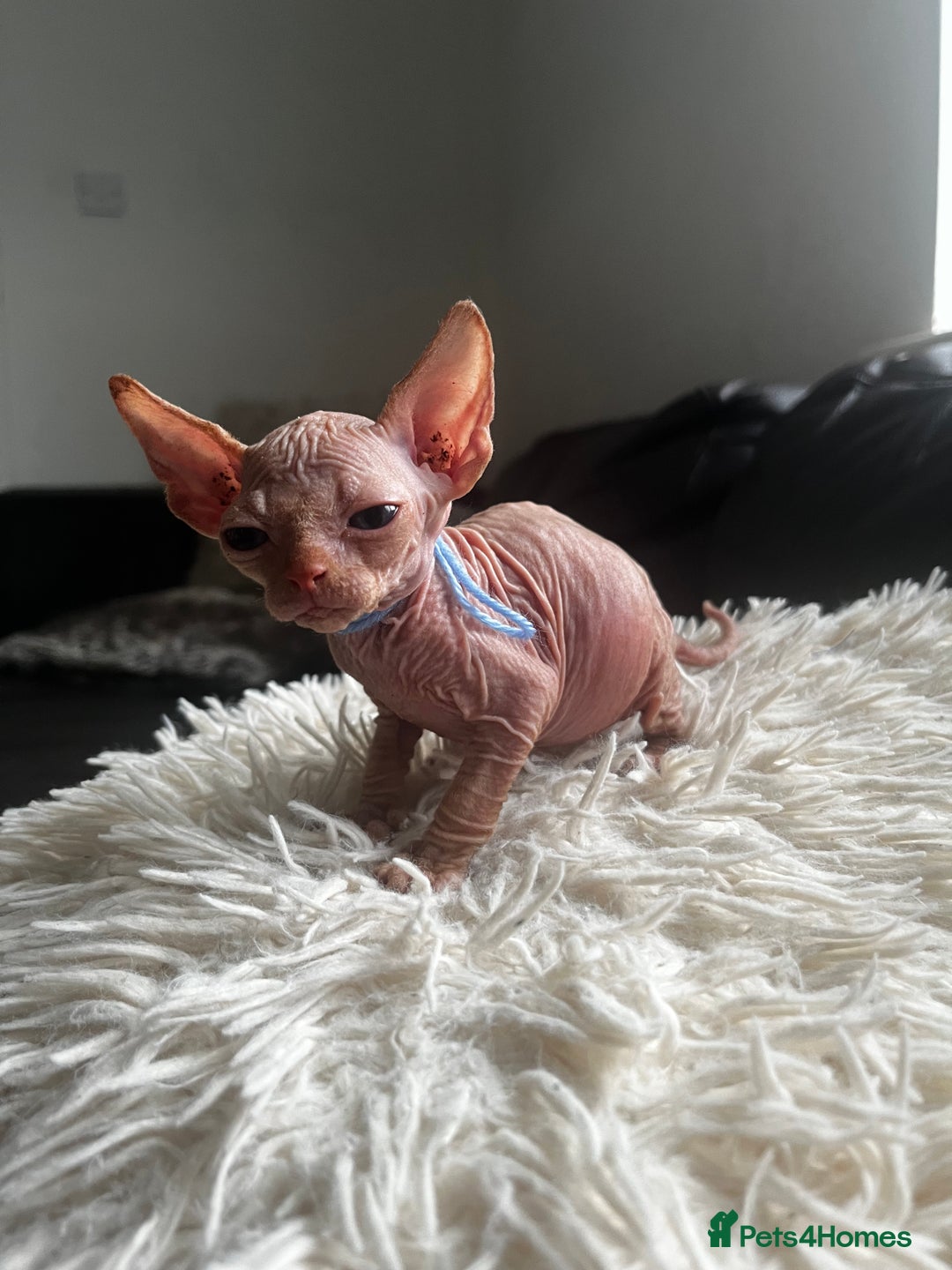 Sphynx cats for sale: Sphynx kittens - Image 4