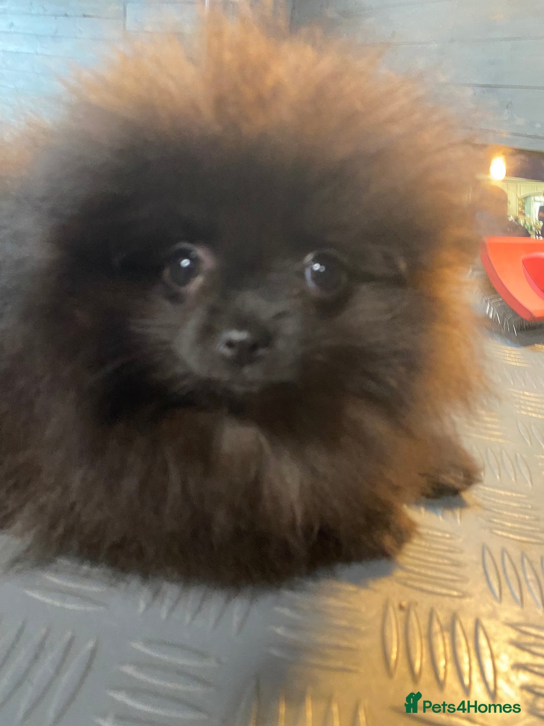 Pomeranian dogs for sale: Super cute sassy poms - Advert 20