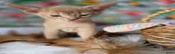 Abyssinian cats for sale: Beautiful Aby kitten  - Advert 5