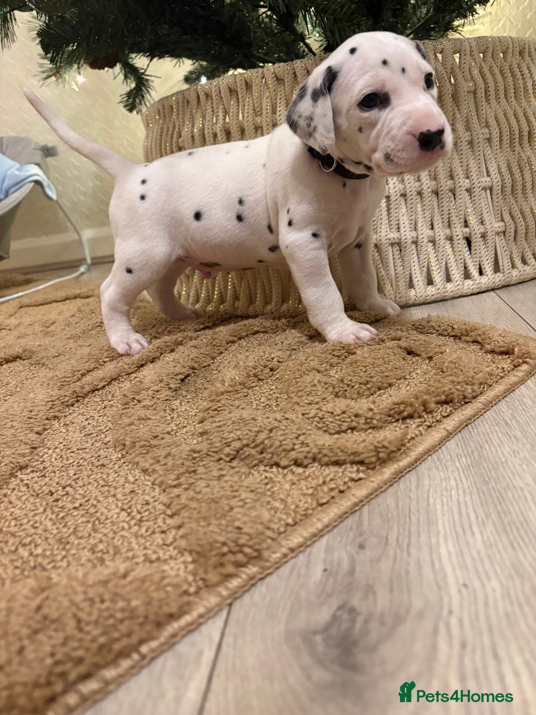 Dalmatian dogs for sale: 5 Generation KC Registered Dalmatians Boys - Advert 18