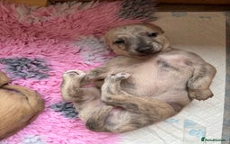 Whippet dogs for sale: BLUE BRINDLE GIRL!!! KC reg £1200 available now - Image 2