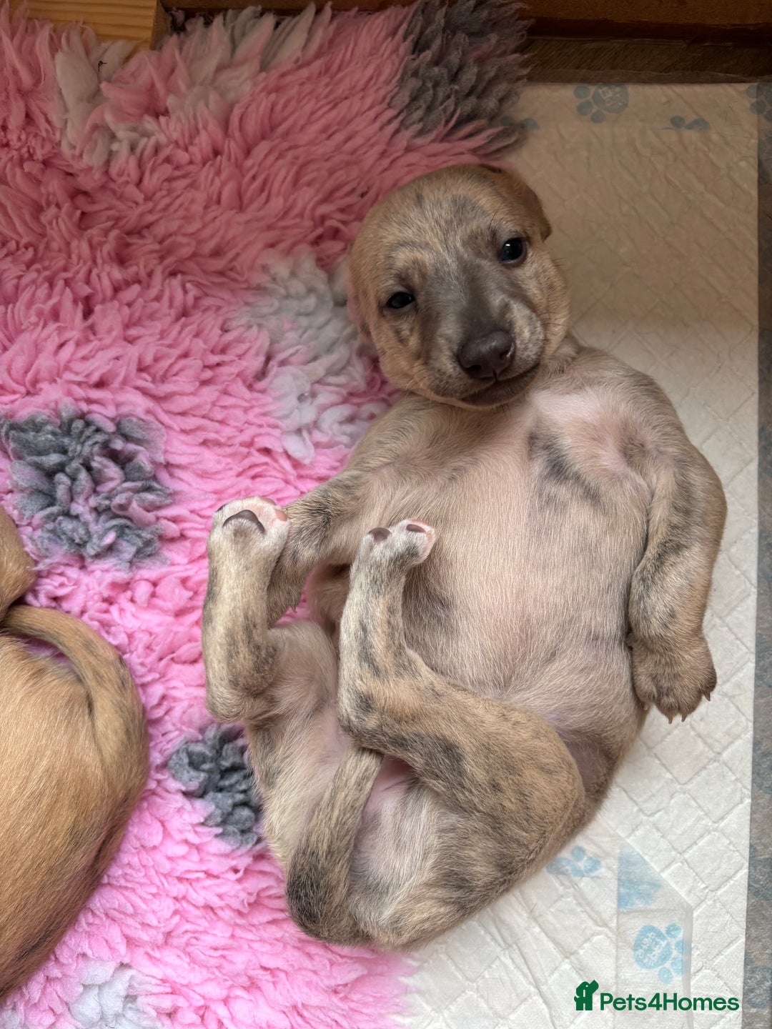 Whippet dogs for sale: BLUE BRINDLE GIRL!!! KC reg £1200 available now - Image 2