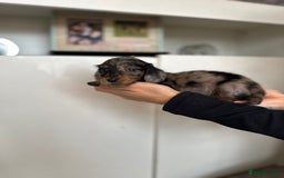 Dachshund dogs for sale: Miniature long hair dachshunds - Image 19