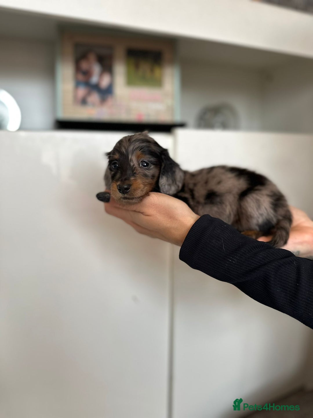 Dachshund dogs for sale: Miniature long hair dachshunds - Image 19