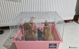 Chickens poultry for sale: Peckin Chicken 4x - Image 1