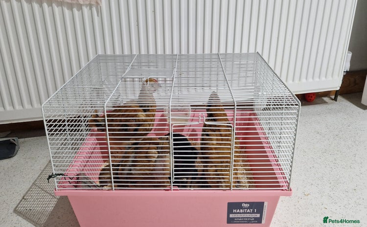 Chickens poultry - Advert 5