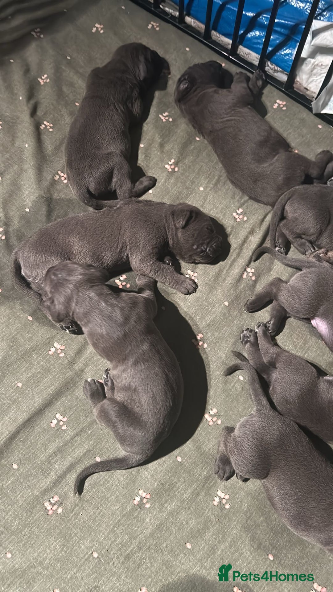 Cane Corso dogs for sale: Pure Blue Cane Corso puppies for sale - Advert 9