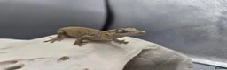 Gecko reptiles for sale: Orange striped/blotch gargoyle gecko  - Advert 2