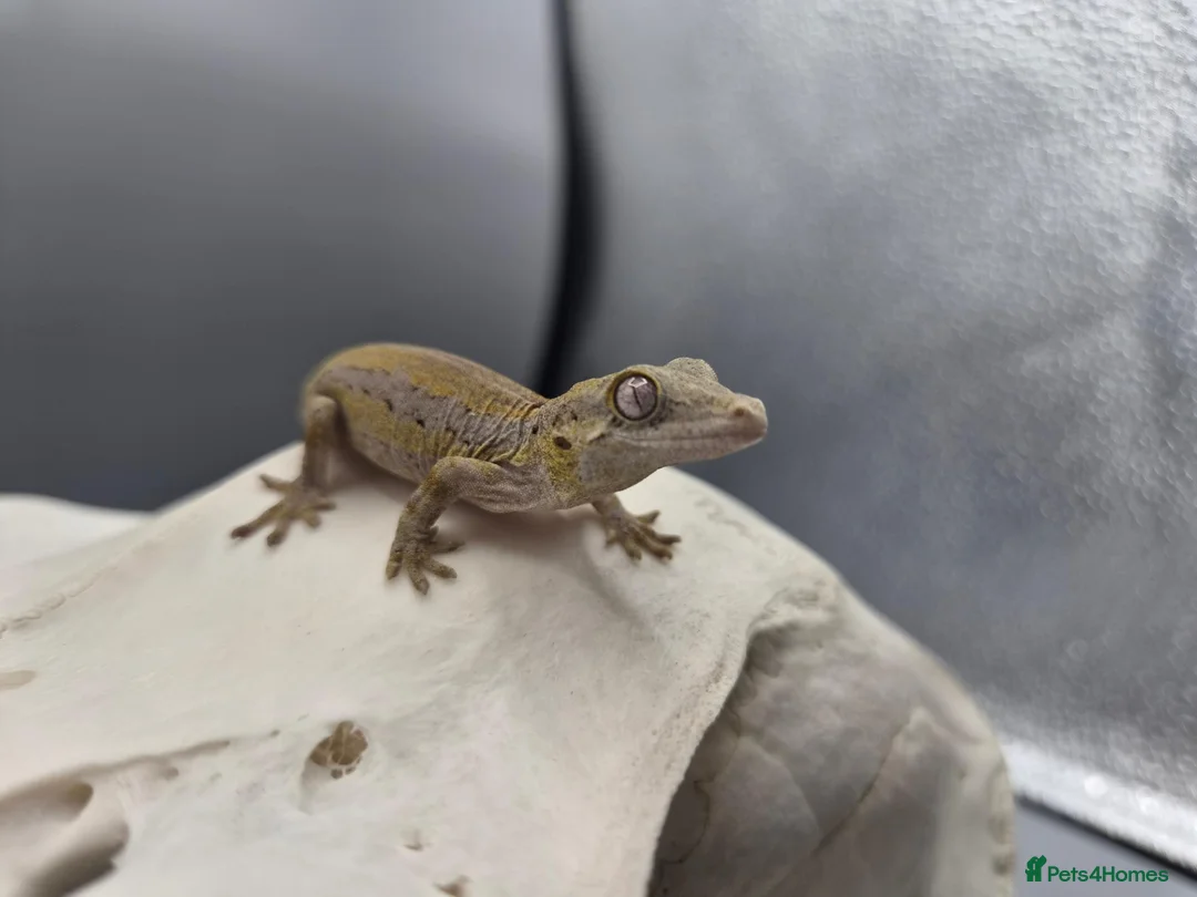 Gecko reptiles for sale: Orange striped/blotch gargoyle gecko  - Advert 2