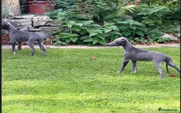 Whippet dogs for sale: 2 whippet puppies remaining ready for new homes - Image 1