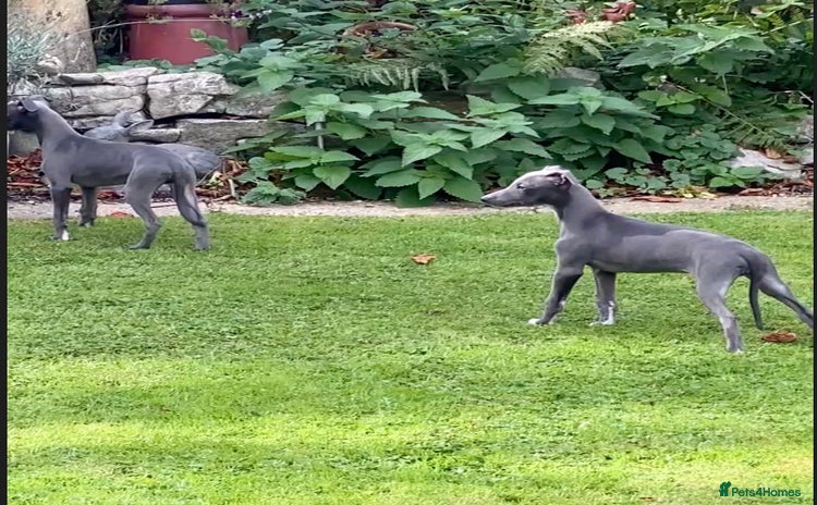 Whippet dogs - Advert 10