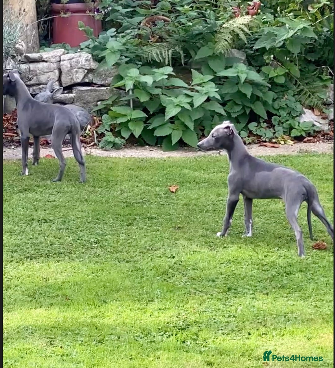 Whippet dogs for sale: 2 whippet puppies remaining ready for new homes - Image 1