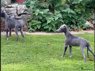Whippet dogs - Advert 2