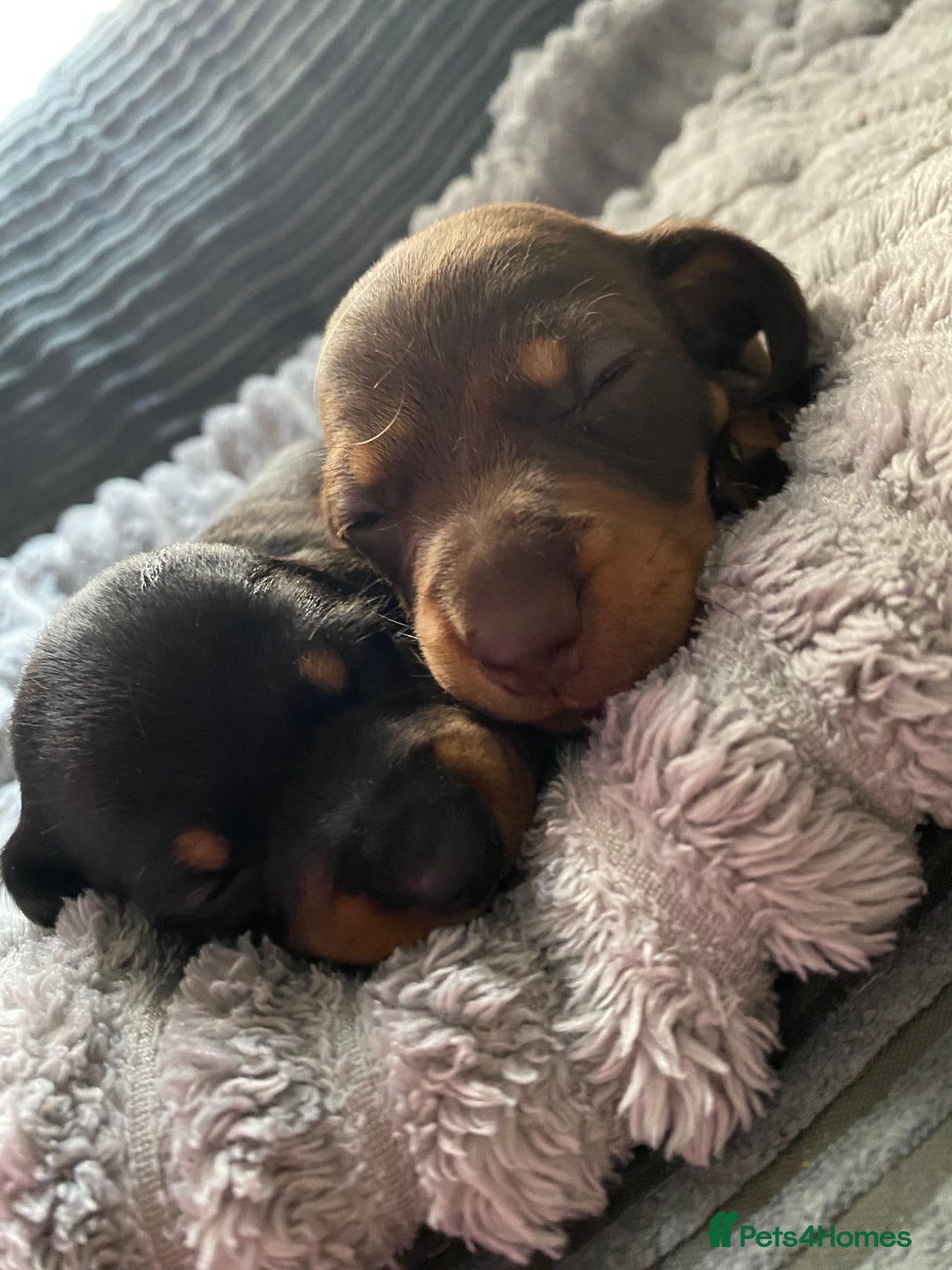 Dachshund dogs for sale: Dachshund puppy’s  - Image 15
