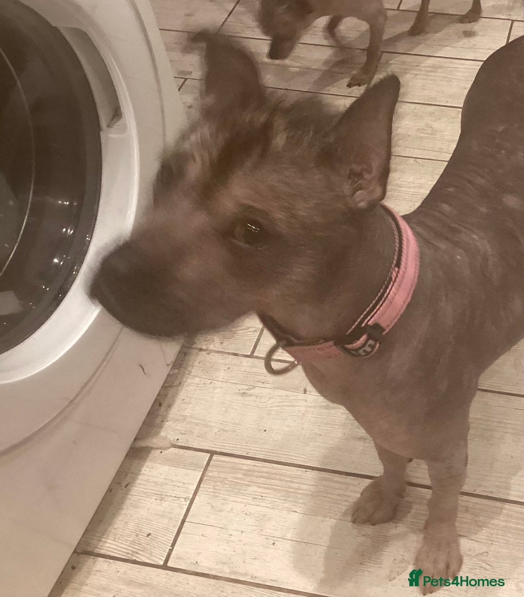 Mixed Breed dogs for sale: Hairless standard sized mixed breed girl - Advert 3