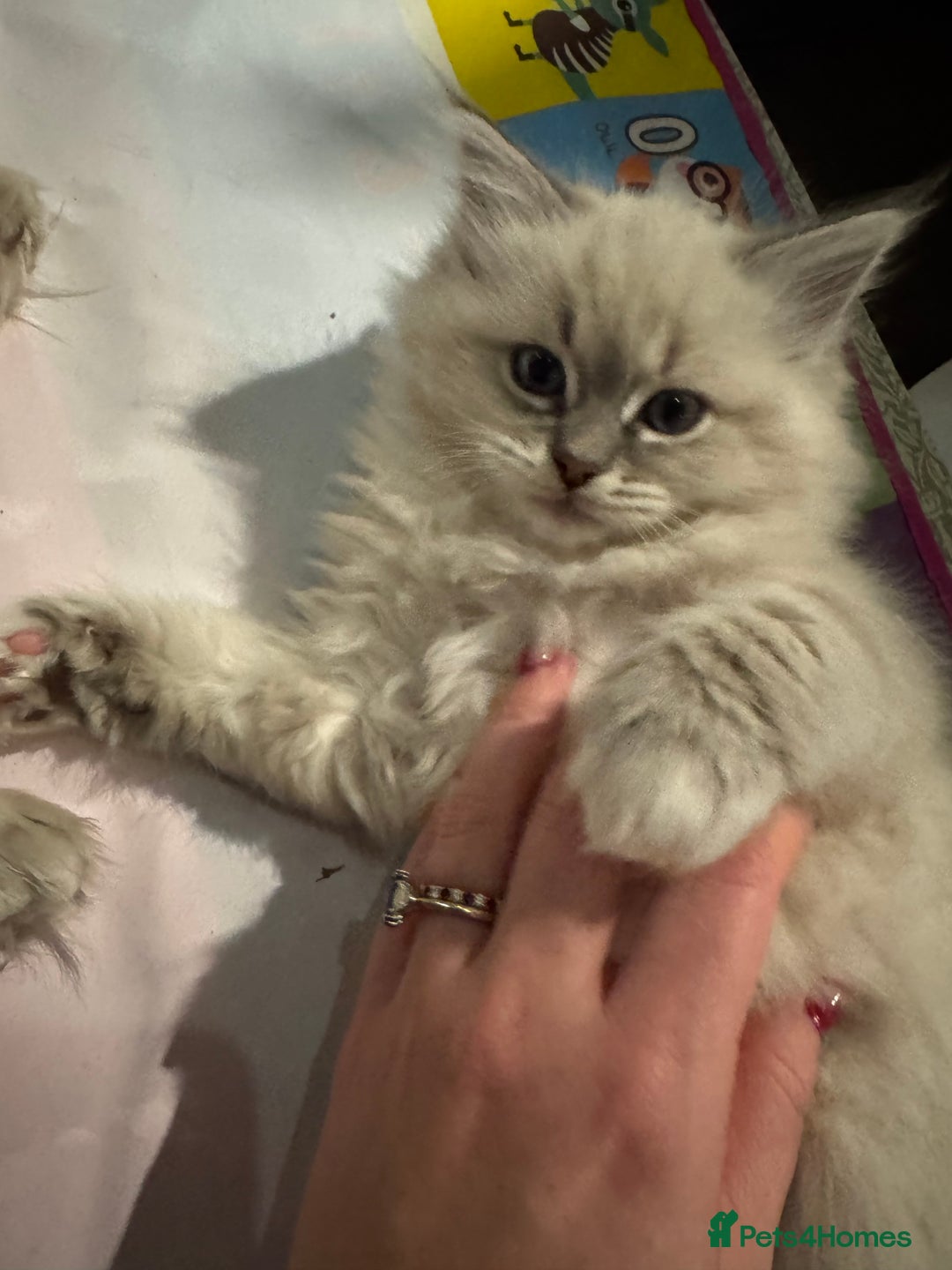 Ragdoll cats for sale: Beautiful Siberian Ragdoll cross kittens for sale - Advert 18
