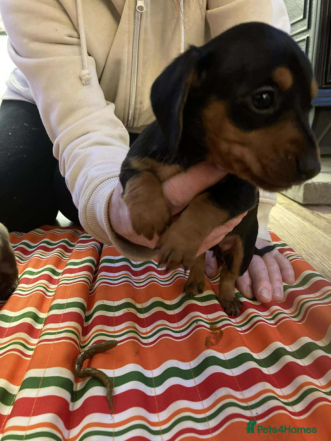 Miniature Dachshund dogs for sale: Miniature daschund puppies  - Advert 5