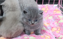 British Shorthair cats for sale: British shorthair kittens lilac/blue - Image 9