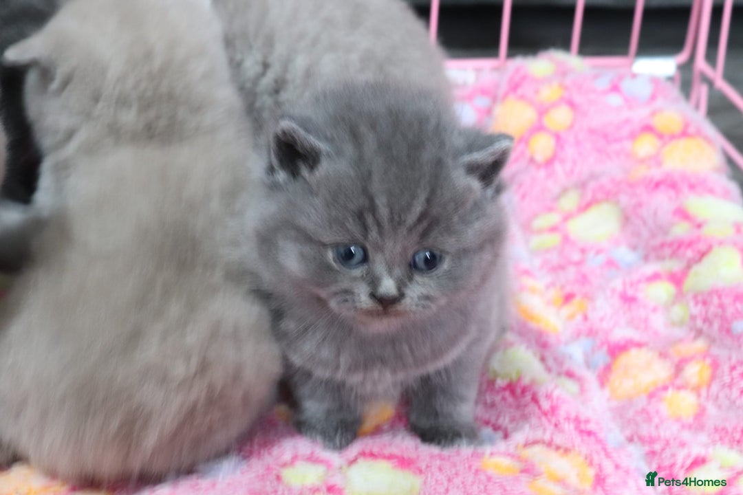 British Shorthair cats for sale: British shorthair kittens lilac/blue - Image 9