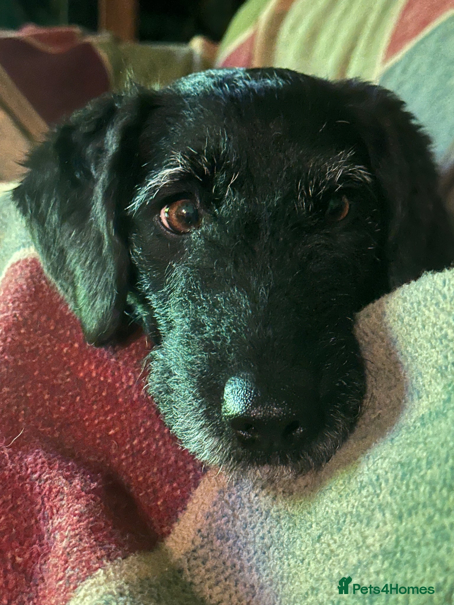 Mixed Breed dogs for sale: Loyal companion - Advert 3