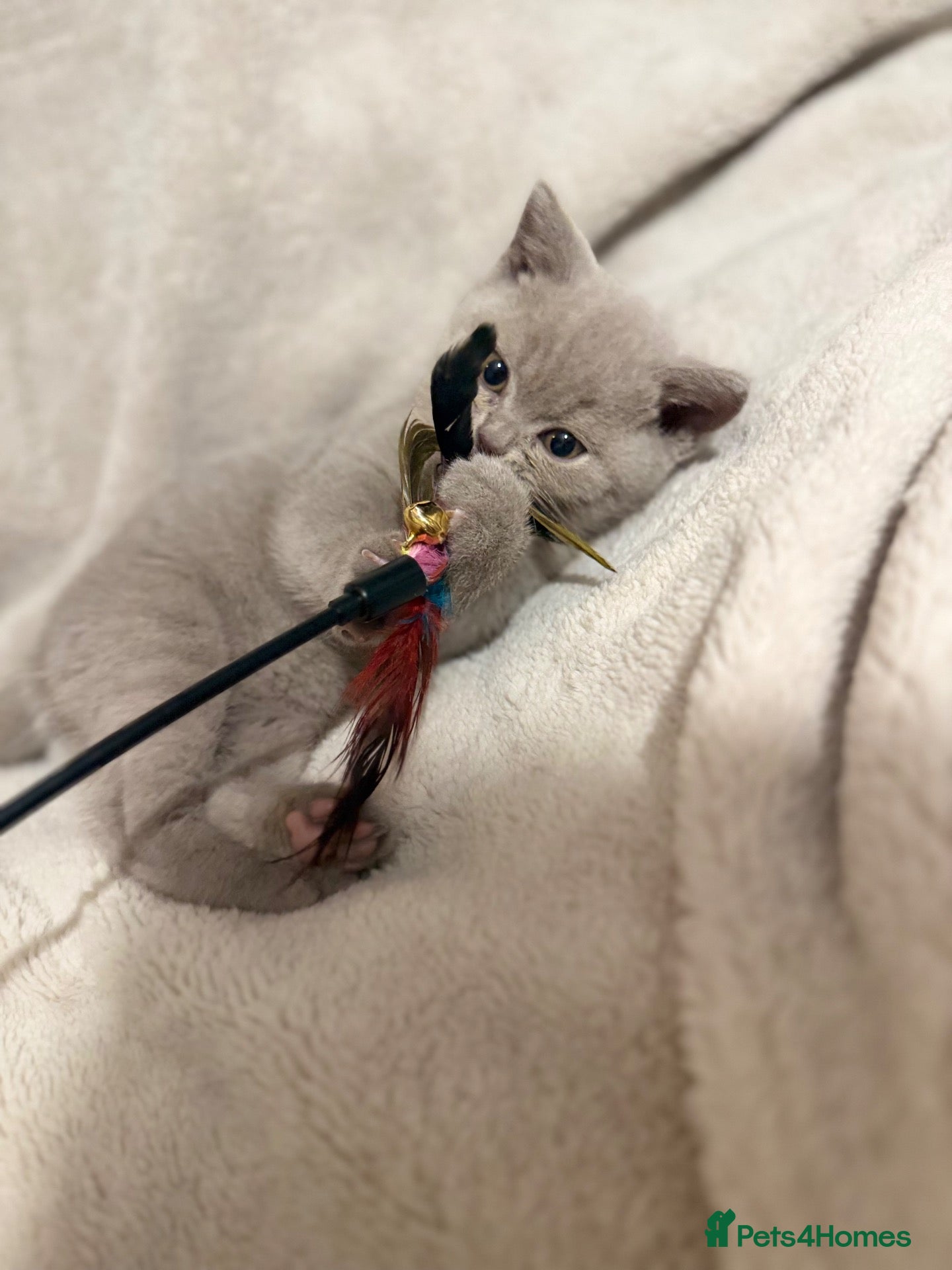 British Shorthair cats Supreme Champion Line British Shorthair Kittens - Advert 1