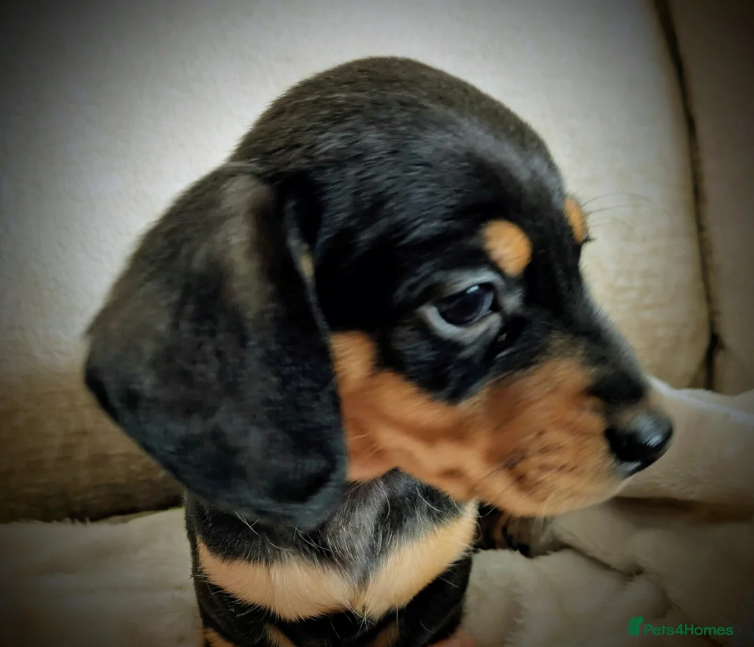 Miniature Dachshund dogs for sale: Miniature baby dachshund - Advert 5