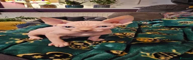 Sphynx Kitten 3